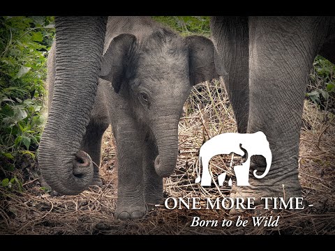 Born to be Wild: ECC Laos Welcomes Baby Elephant