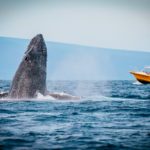 Amazing Opportunities to See Whales in the Wild
