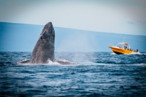 Amazing Opportunities to See Whales in the Wild