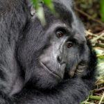 black gorilla lying on green grass during daytime