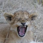Photograph taken at Londolozi Game Reserve, Kruger National Park, South Africa