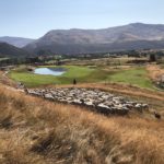 Sheep overlook new Coronet course at Millbrook