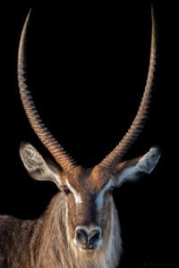 Photograph taken at Londolozi Game Reserve, Kruger National Park, South Africa - Courtesy – Londolozi