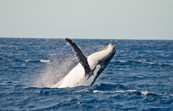 Awe-inspiring whale watching in Sydney