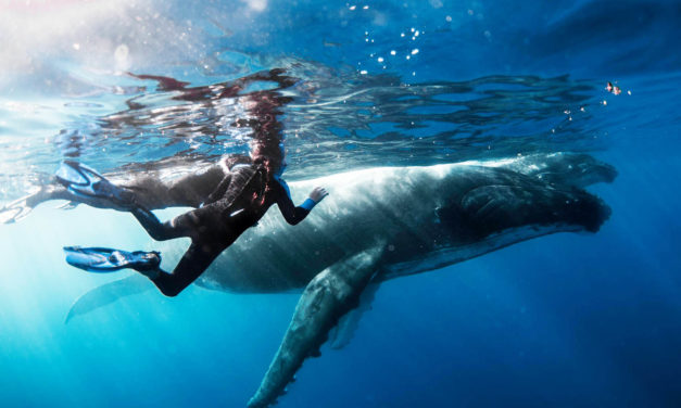 First of 40,000 whales arrive off the Sunshine Coast – whale season anticipated to breach new records