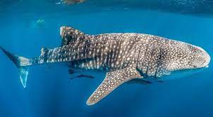 Banana Island Resort Doha by Anantara Partners with Discover Qatar  To Launch ‘The Whale Sharks of Qatar – Daily Explorer’ Excursion  And Reopens Renowned Surf Pool