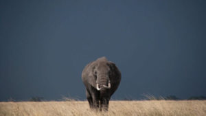 big-daddy-african-elephant