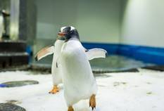 SEA LIFE’s Interstate Penguin Match-Making Service  12 New Penguins Welcomed into SEA LIFE Sydney Aquarium’s Breeding Program