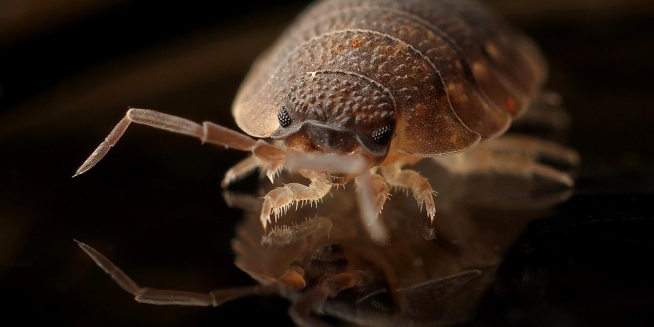 15 new hotels join the Valpas standard community to make every trip bed bug safe