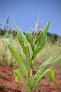 Agriculture was a common alternative livelihood strategy for rural Malawians. Photo credit. Dianne Tipping-Woods for Africa Nature Based Tourism Platform 2