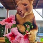 Kofi the Tree Kangaroo