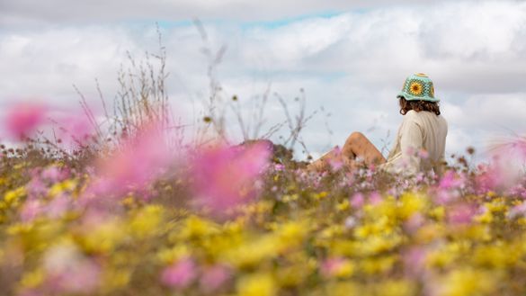 Over 400 Wreath Plants Starting to Flower in Another Early Wildflower Season for Australia’s Golden Outback