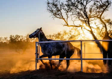 Looking Back At 140 Years Of The Birdsville Races – Australia’s Most Iconic Outback Race Meet