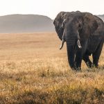 elephant on grass during daytime