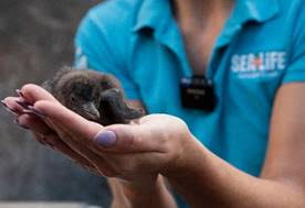 SEA LIFE Sunshine Coast welcomes its first ever Little Blue Penguin chicks