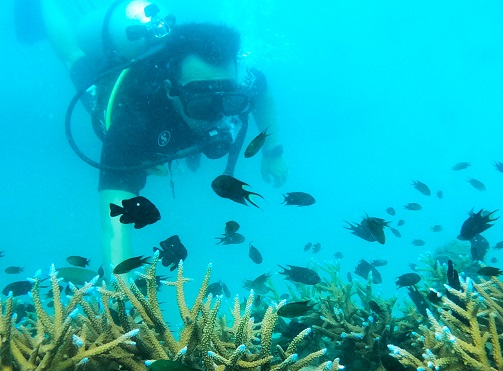 SAii Phi Phi Island Village Brings Marine Conservation to Life with Dedicated Diving Experiences