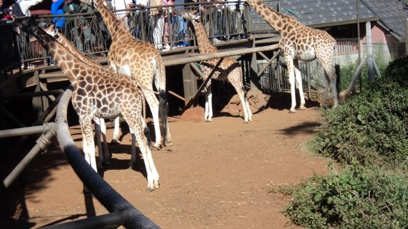 Best Honeymoon Destinations 2022 Wildlife Safaris Rises by 15.2% aggregate by Cruzeiro Safaris Kenya