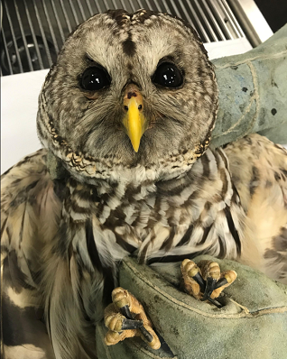 Public Invited to See Barred Owl Return to the Skies in Fayetteville after Rehabilitation