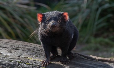 Don’t be fooled by their cute looks. Tasmanian Devils can be savage!