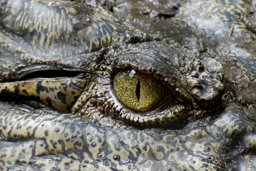 Escaped crocodile caused fatal plane crash in the Congo