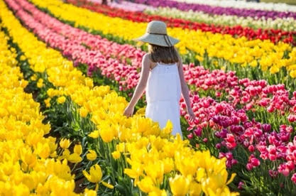 The Bulbs Are Back For A Dazzling Display This Spring At The 2022 Tesselaar Tulip Festival