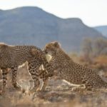 Ker & Downey® Africa launch 13-day cheetah conservation safari in South Africa