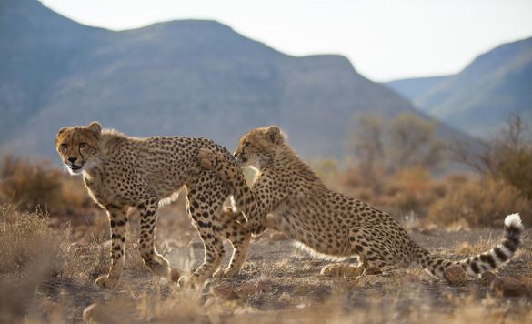 Ker & Downey® Africa launch 13-day cheetah conservation safari in South Africa