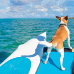 Pup’s Welcome: Aruba Invites Pet Parents and their Dogs to Experience The Aruba Effect with ‘Have Dog, Will Travel’