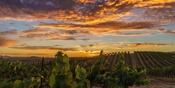 Top 5 Ways to Responsibly Experience Fall in Wine Country
