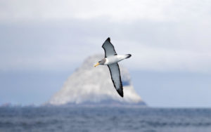 Chatham Islands