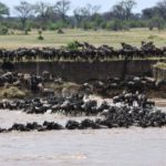 Great Migration River Crossing Serengeti Tanzania September 2022 HerdTracker 