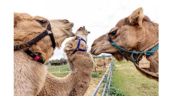 Buy From the Bush QLD Festival at Summer Land Camels in the Scenic Rim – September 17