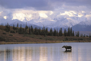 Alaska Denali Moose