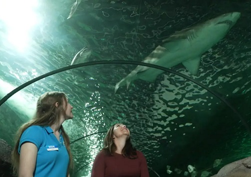 Sydney’s top attractions launch pledge challenge on National Face Your Fears Day