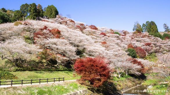 Your first Japan trip, only in Aichi Prefecture