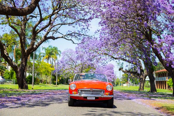 Bask In NSW’s Spring Blooms