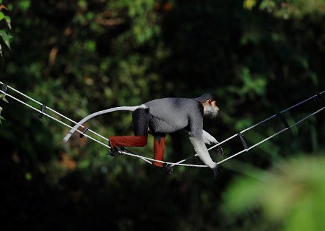 Building Bridges with Nature: InterContinental Danang Helps the World and Wildlife Stay Connected