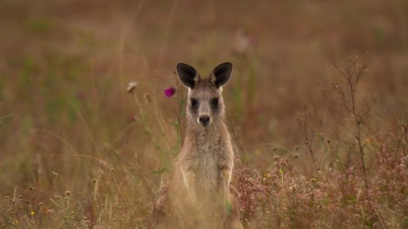 Canberra’s Namadgi National Park stars in new Netflix documentary