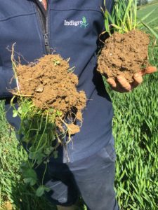 Blaston Hylton and soil clumps