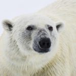 Polar-Bear-credit-Dennis-Minty-and-Adventure-Canada