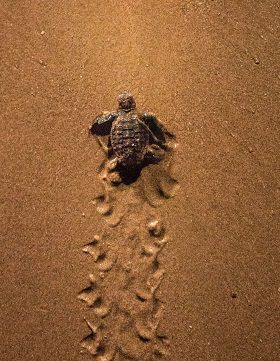 NRMA Parks and Resorts Acquires Queensland’s Turtle Sands at Mon Repos