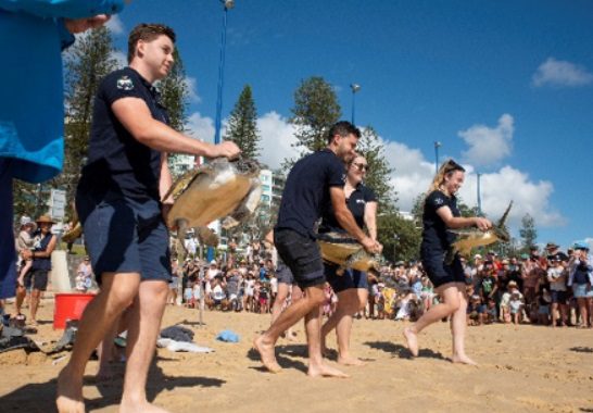 Four rescued and rehabilitated turtles released by SEA LIFE Sunshine Coast