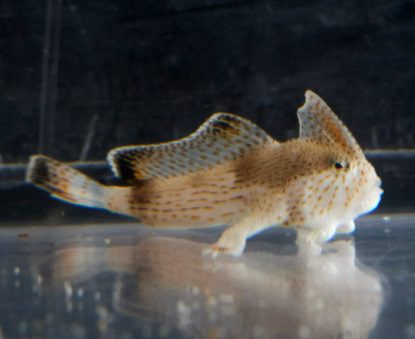 SEA LIFE Melbourne Aquarium successfully breeds critically endangered handfish