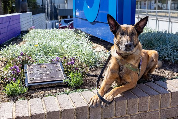 Cronulla Rsl To Host War Animal Day Memorial Service This Friday 24th February