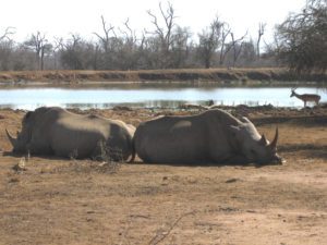 Napping rhinos