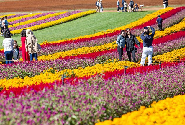 Tesselaar Kabloom Festival Of Flowers Back To Enchant And Delight Visitors This Autumn