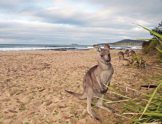 NSW surfers, divers, recreational fishers & conservationists unite to oppose land clearing