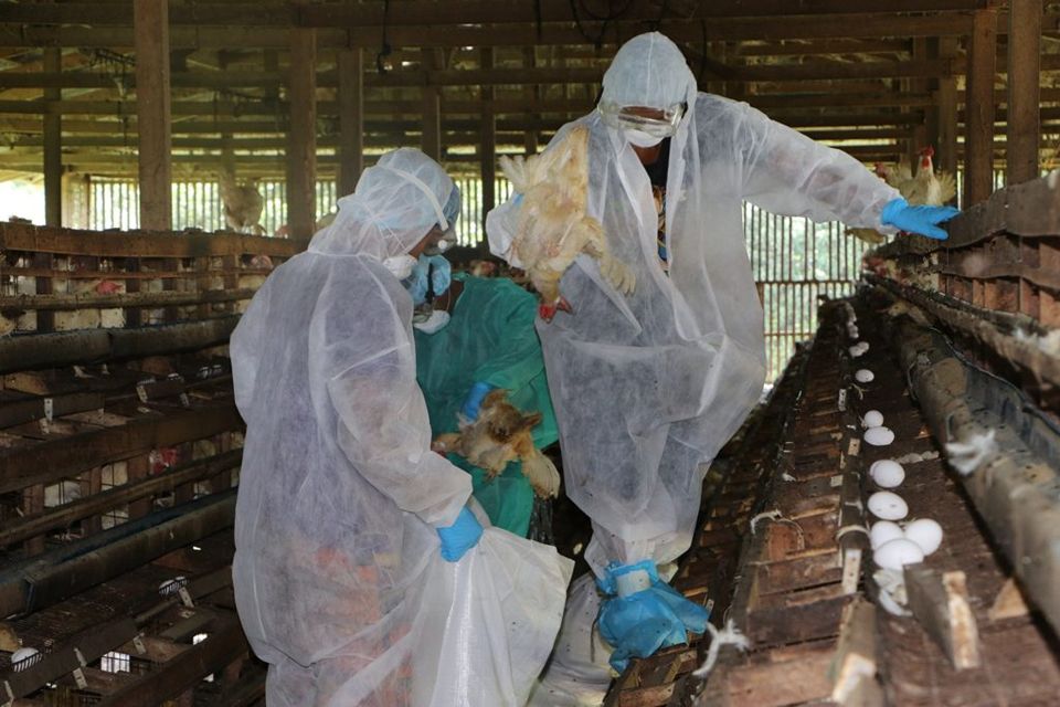 Concern rises over bird flu threat after father tests positive