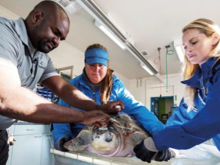 Miral Announces The Opening Of Yas Seaworld(R) Research & Rescue, Yas Island, Abu Dhabi, As The Mena Region’s First Dedicated Marine Research And Rescue Center