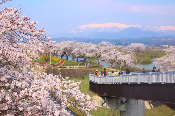 Sakura and Snow: When Spring Meets Winter in Tohoku